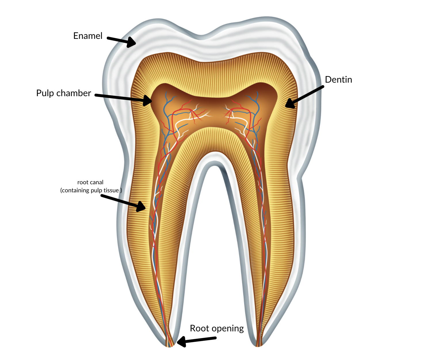 anatomy of a tooth - higson dental root canal treatment in Grande Prairie AB